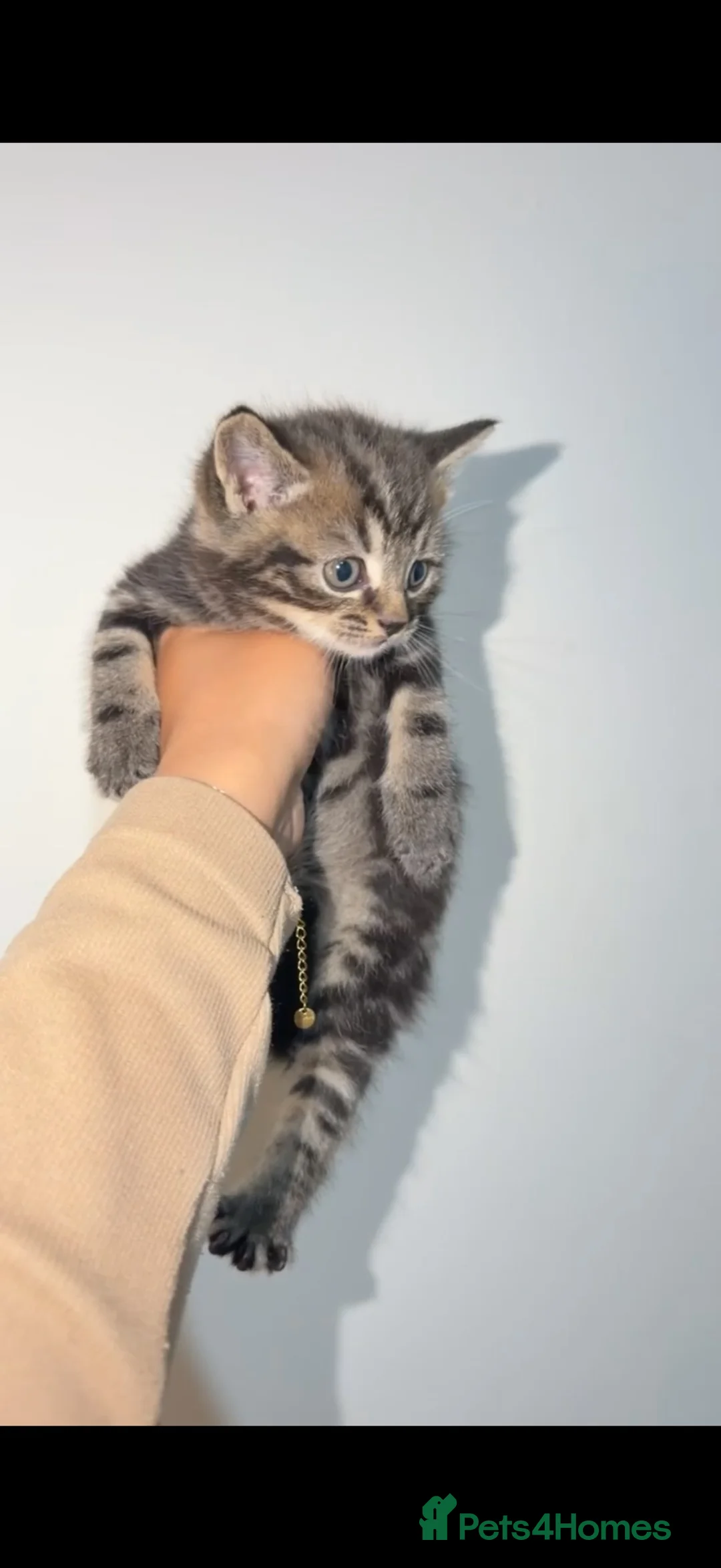 British Shorthair cats for sale: British Shorthair / Tabby Kittens Available 🐾 - Advert 2
