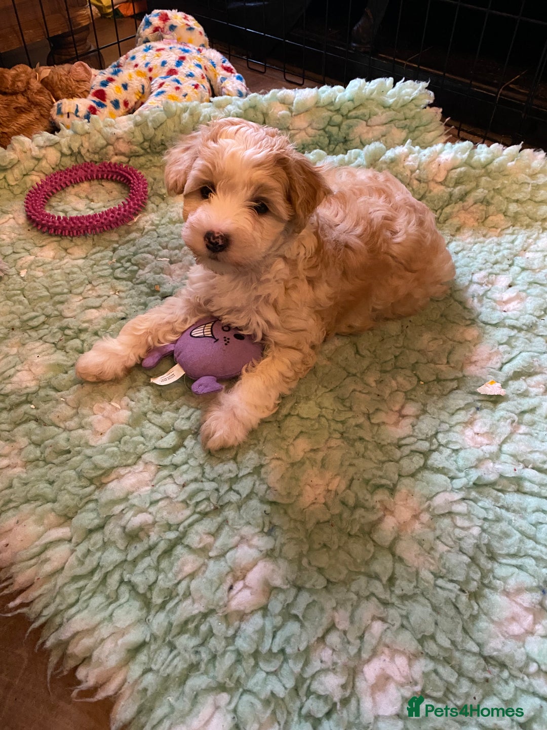 Chinese Crested dogs for sale: TRULY TRULY SCRUMPTIOUS apricot powder puff GIRL   - Advert 1