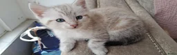 British Shorthair cats for sale: Gorgeous blue-eyed kitten looking for a  new home  - Advert 5