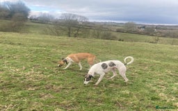 Lurcher dogs for sale: Eight gorgeous mix breed pups - Image 24