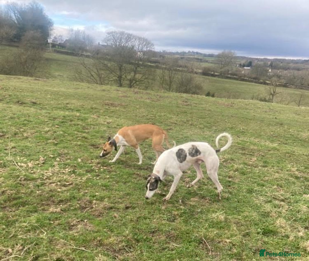 Lurcher dogs for sale: Eight gorgeous mix breed pups - Image 24