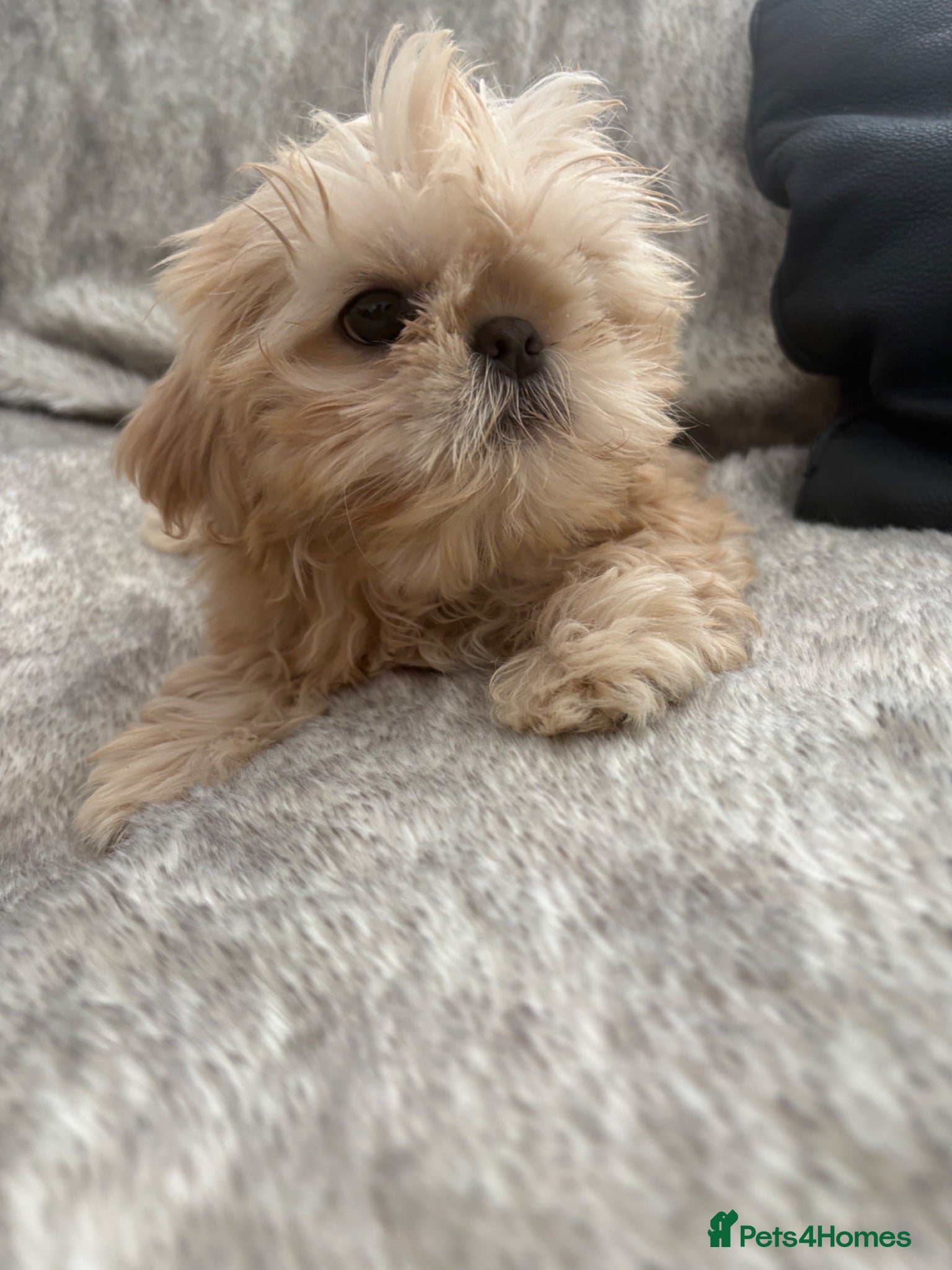Shih Tzu dogs Imperial Shihtzu reduced to find loving home  - Advert 19