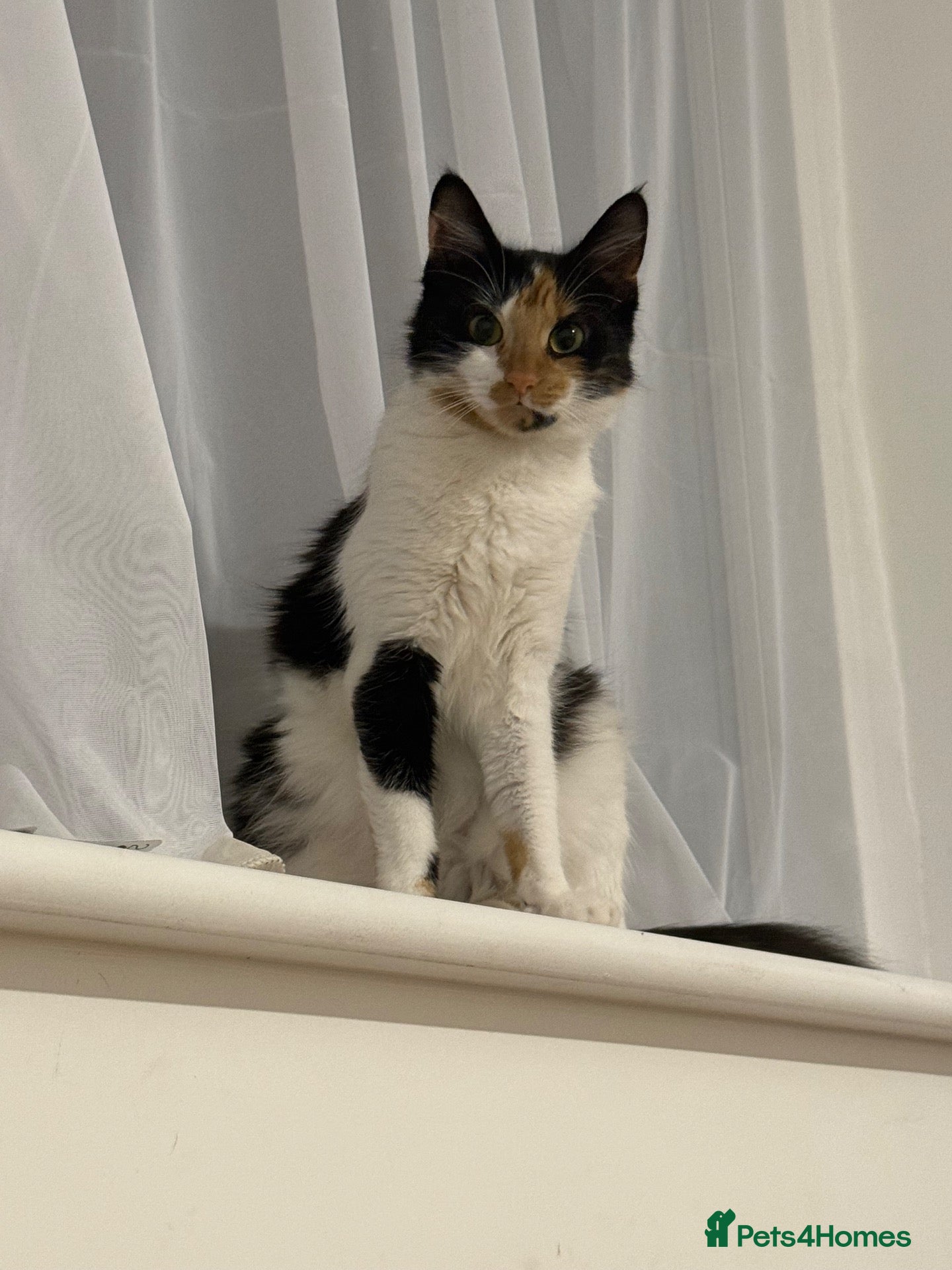 Domestic Shorthair cats Two beautiful Fluffy kittens for sale - Advert 1
