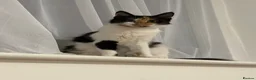 Domestic Shorthair cats for sale: Two beautiful Fluffy kittens for sale in Edgware - Advert 1