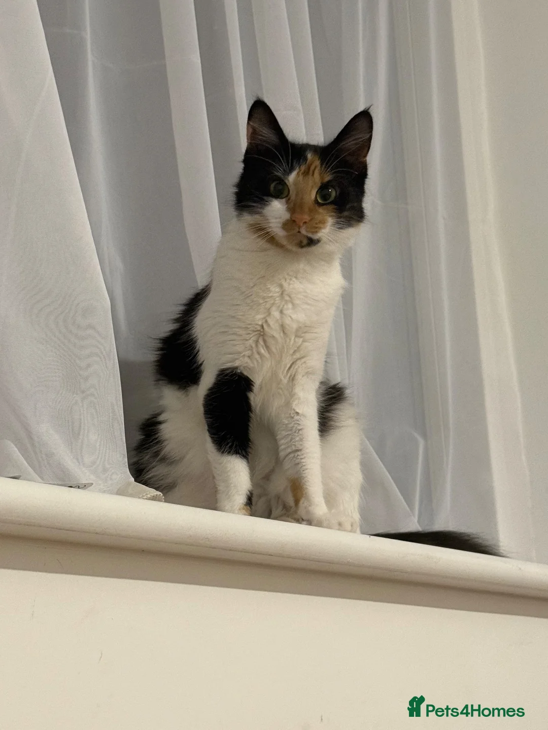 Domestic Shorthair cats for sale: Two beautiful Fluffy kittens for sale in Edgware - Advert 1