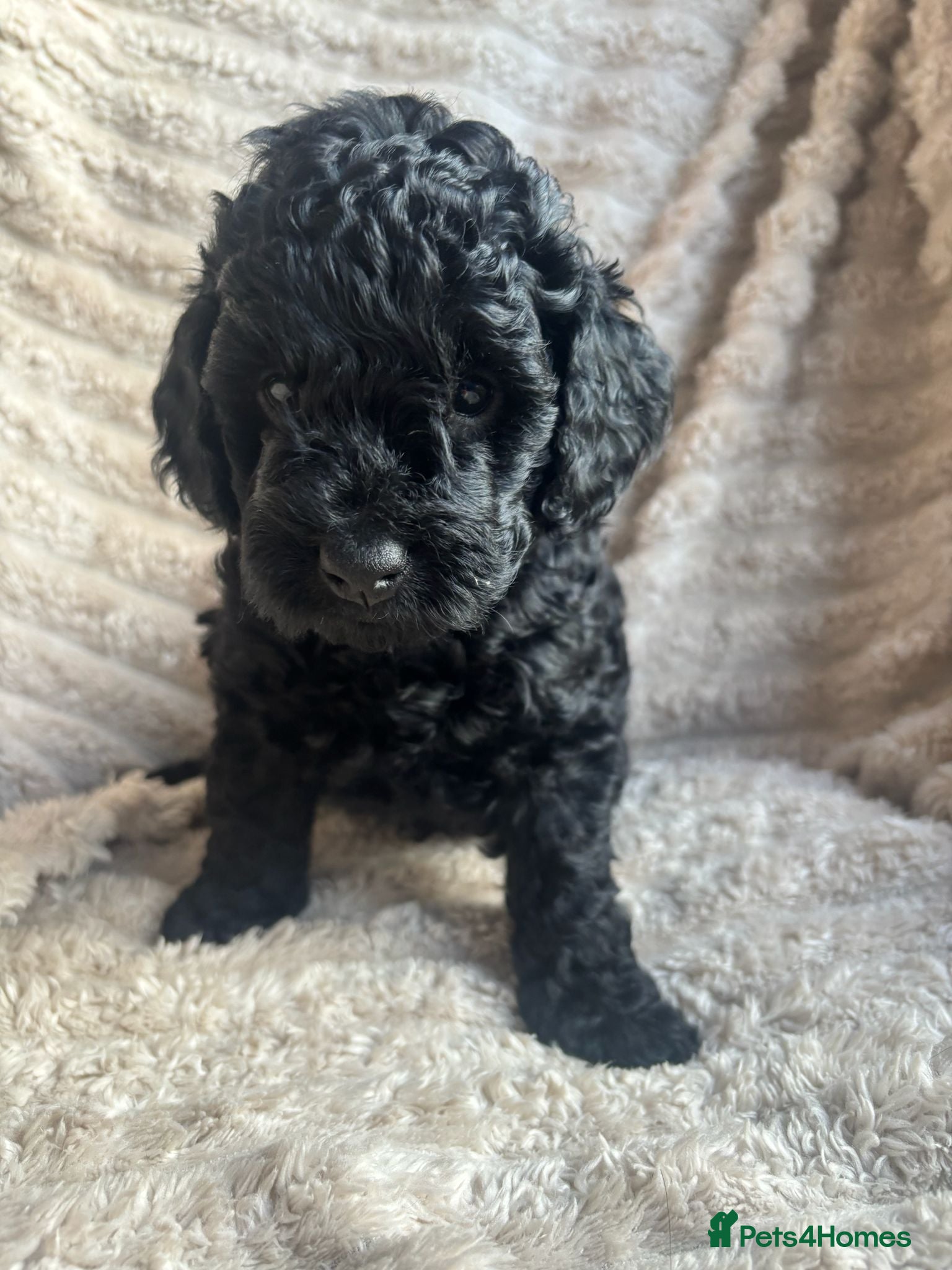 Cockapoo Puppy 2