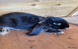 French Lop rabbits for sale: Giant French lop boy not dwarf lop - Image 1