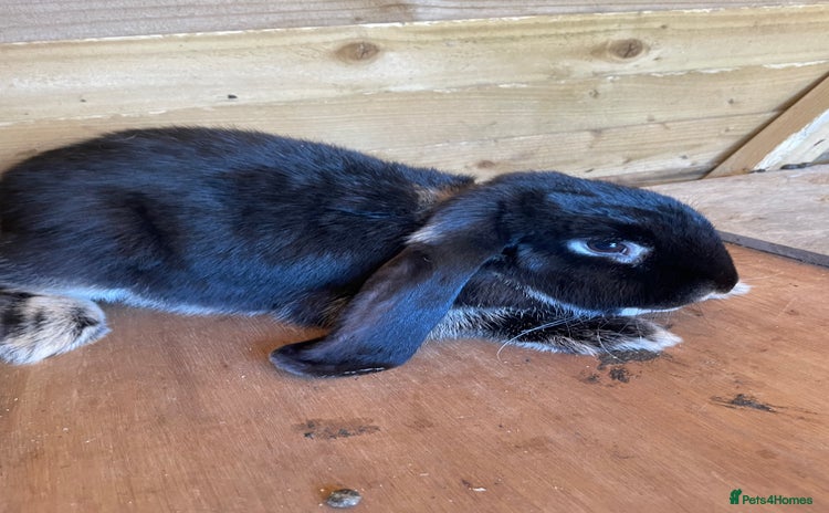 French Lop rabbits - Advert 1
