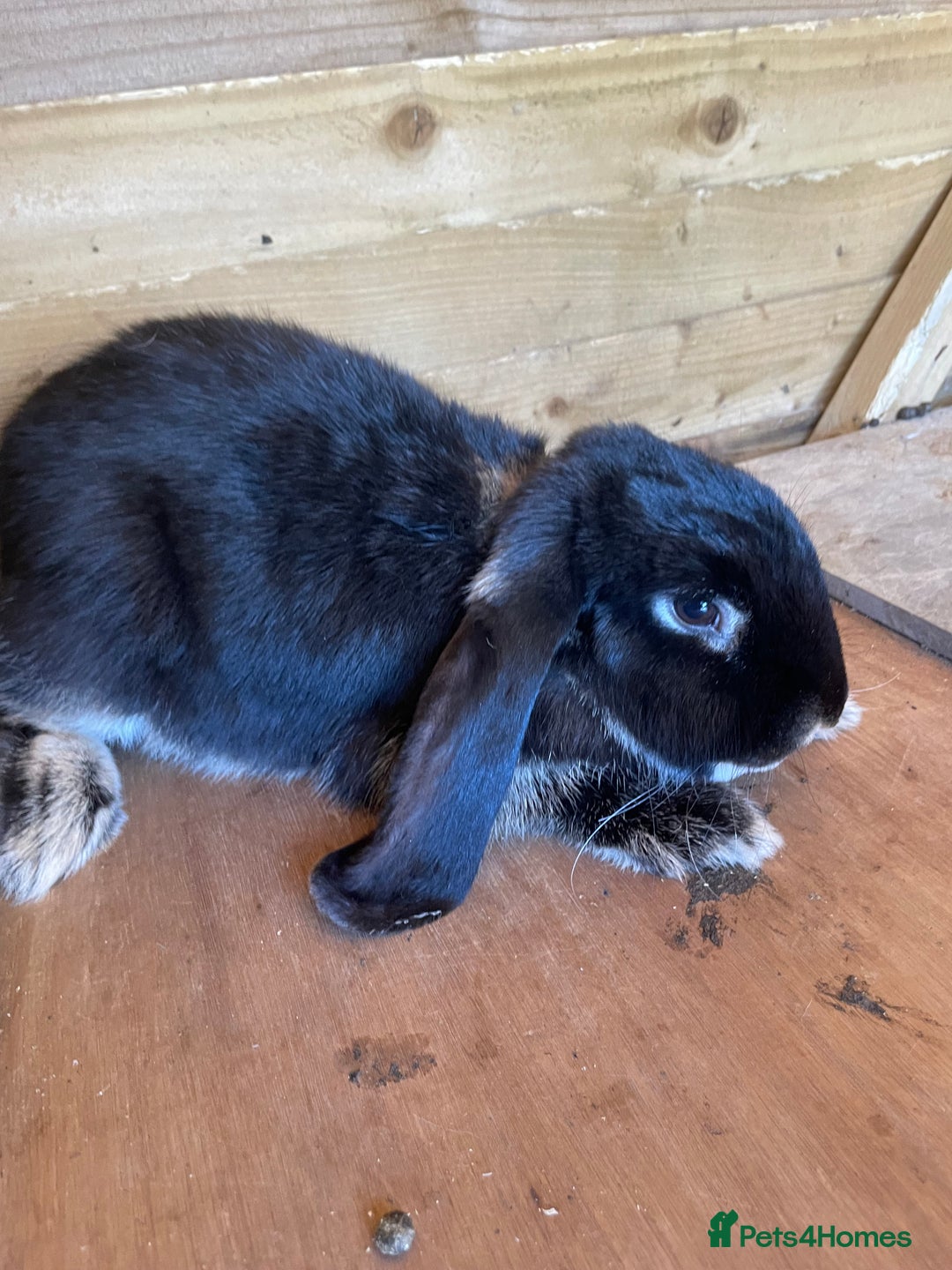 French Lop rabbits for sale: Giant French lop boy not dwarf lop - Image 1