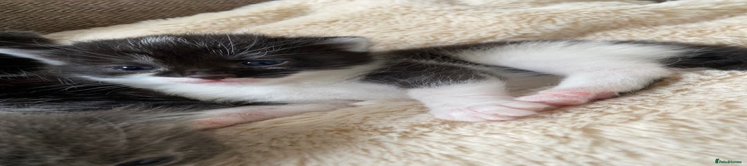 Mixed Breed Kitten 4