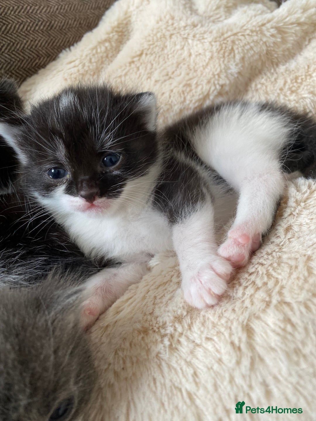 Mixed Breed cats for sale: beautiful kittens - Image 24