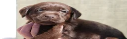 Labrador Retriever dogs for sale: Chocolate Labrador puppies Kc reg health tested - Advert 6