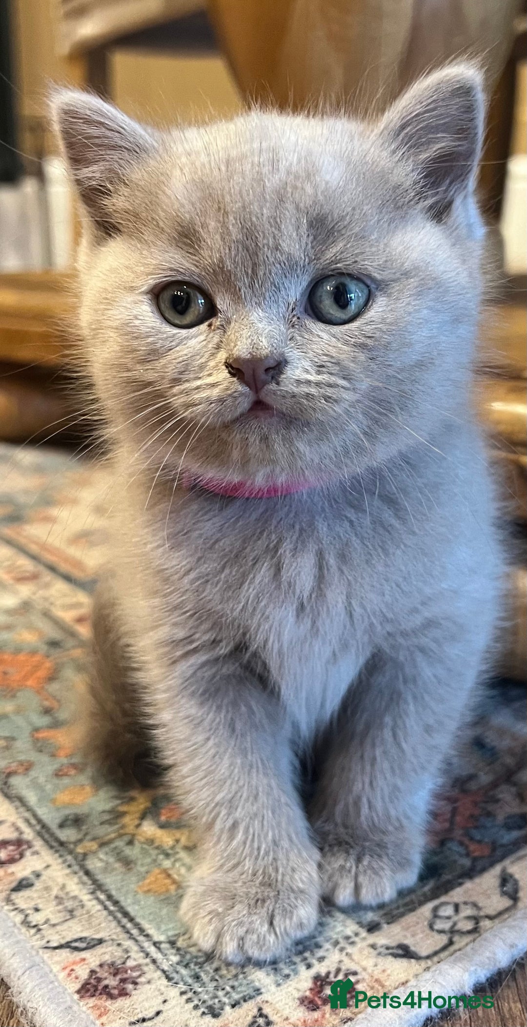Scottish Fold cats for sale: Beautiful lilac Scottishfold straight ear kittens  - Image 5