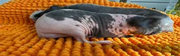 Guinea Pig rodents for sale: Bonded Skinny Boars  - Advert 5