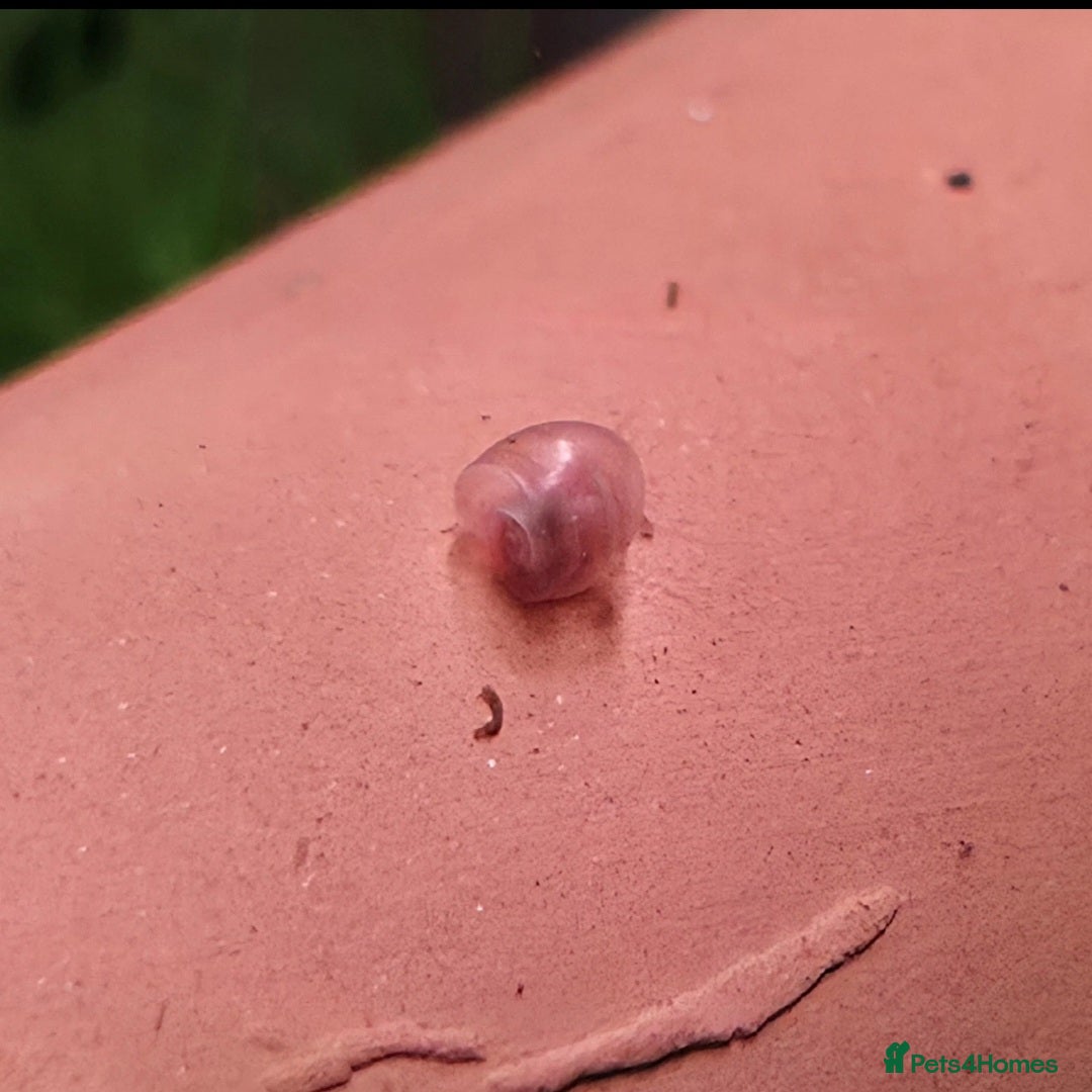 Snails invertebrates for sale: Baby ramshorn snails  in Bury Saint Edmunds - Advert 5