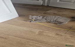British Longhair cats for sale: British longhair last boy last girl in Watford - Image 13