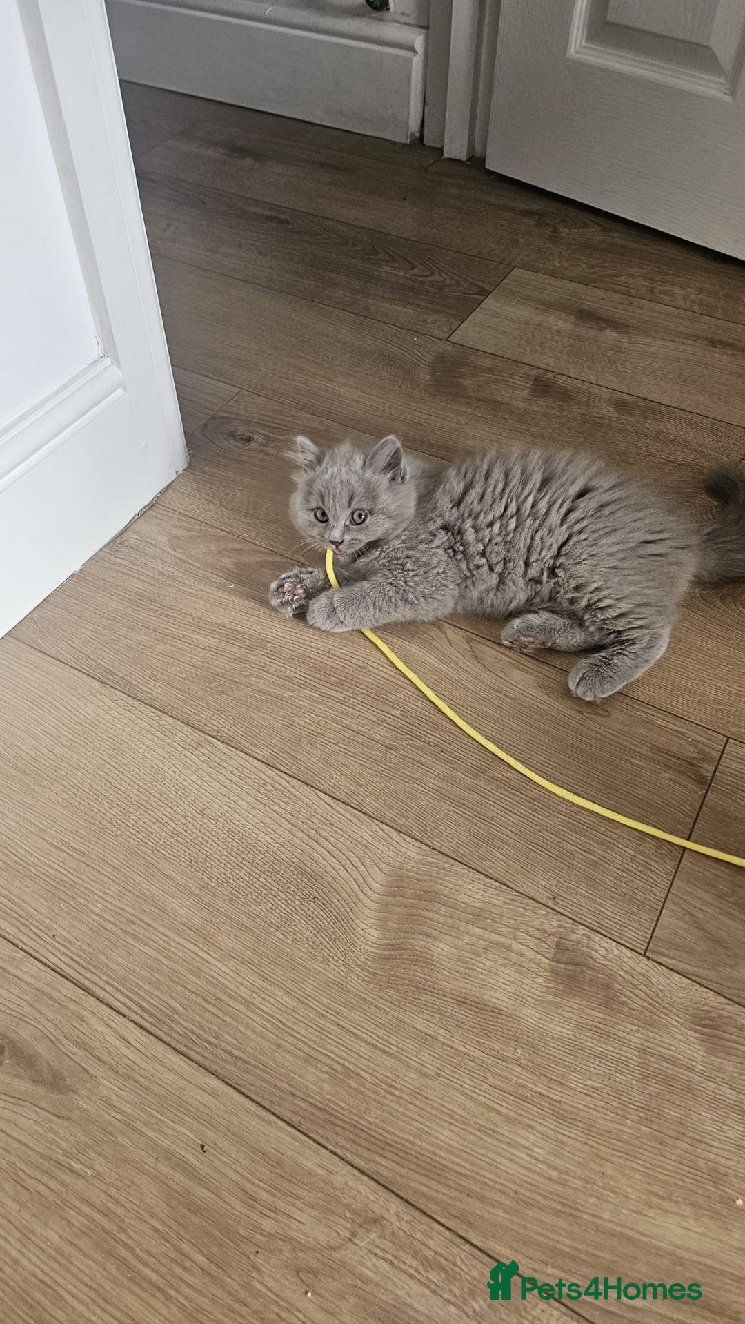 British Longhair cats for sale: British longhair last boy last girl in Watford - Image 13