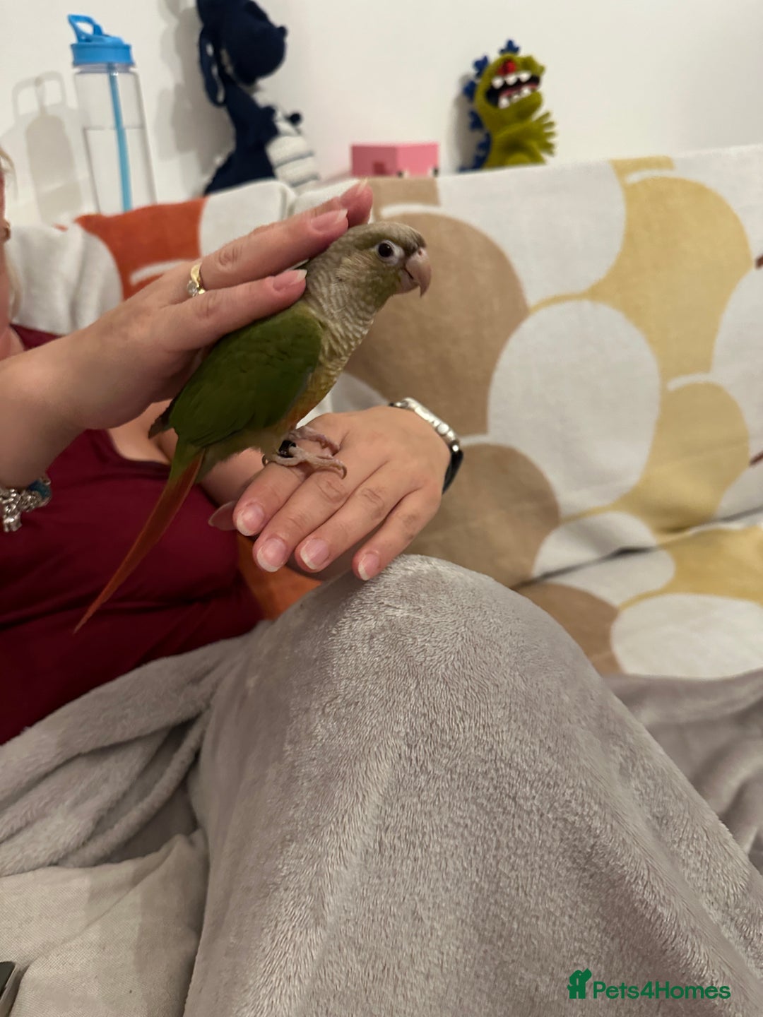 Conures birds for sale: 15 weeks tamed conure £220 - Image 3