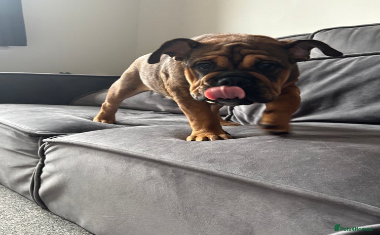 English Bulldog dogs - Advert 5