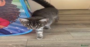 Mixed Breed cats - Advert 1