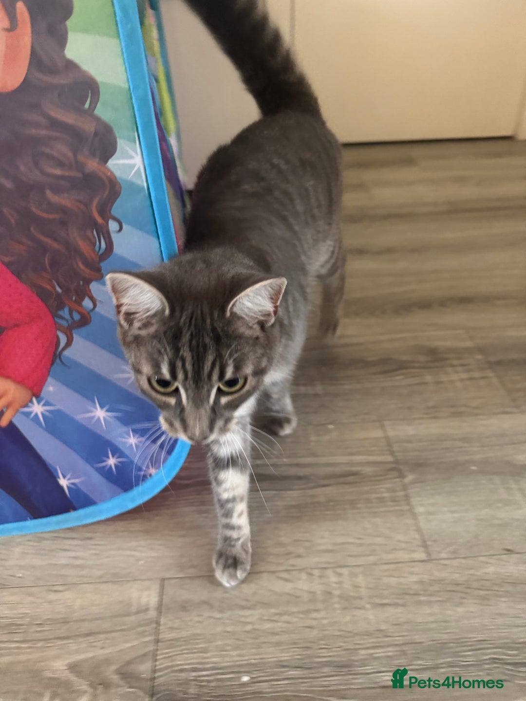 Mixed Breed cats for sale: Cat for sale  - Image 2
