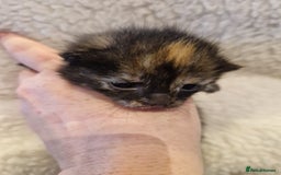 Mixed Breed cats for sale: Update! Beautiful litter of kittens 2 kitten left - Image 21