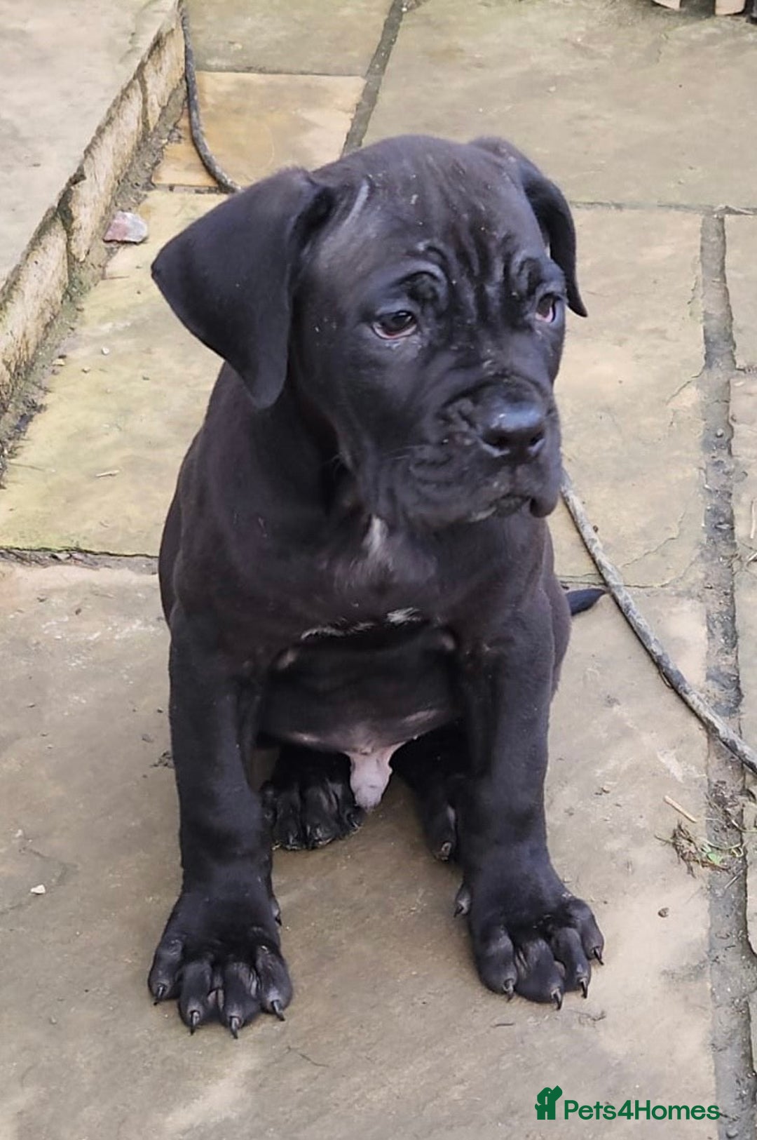 Cane Corso dogs for sale: Champion Blood Line Cane Corso Puppies - Advert 10