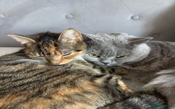 British Shorthair cats for sale: BRITISH SHORTHAIR CROSS OCICAT KITTENS - Image 14
