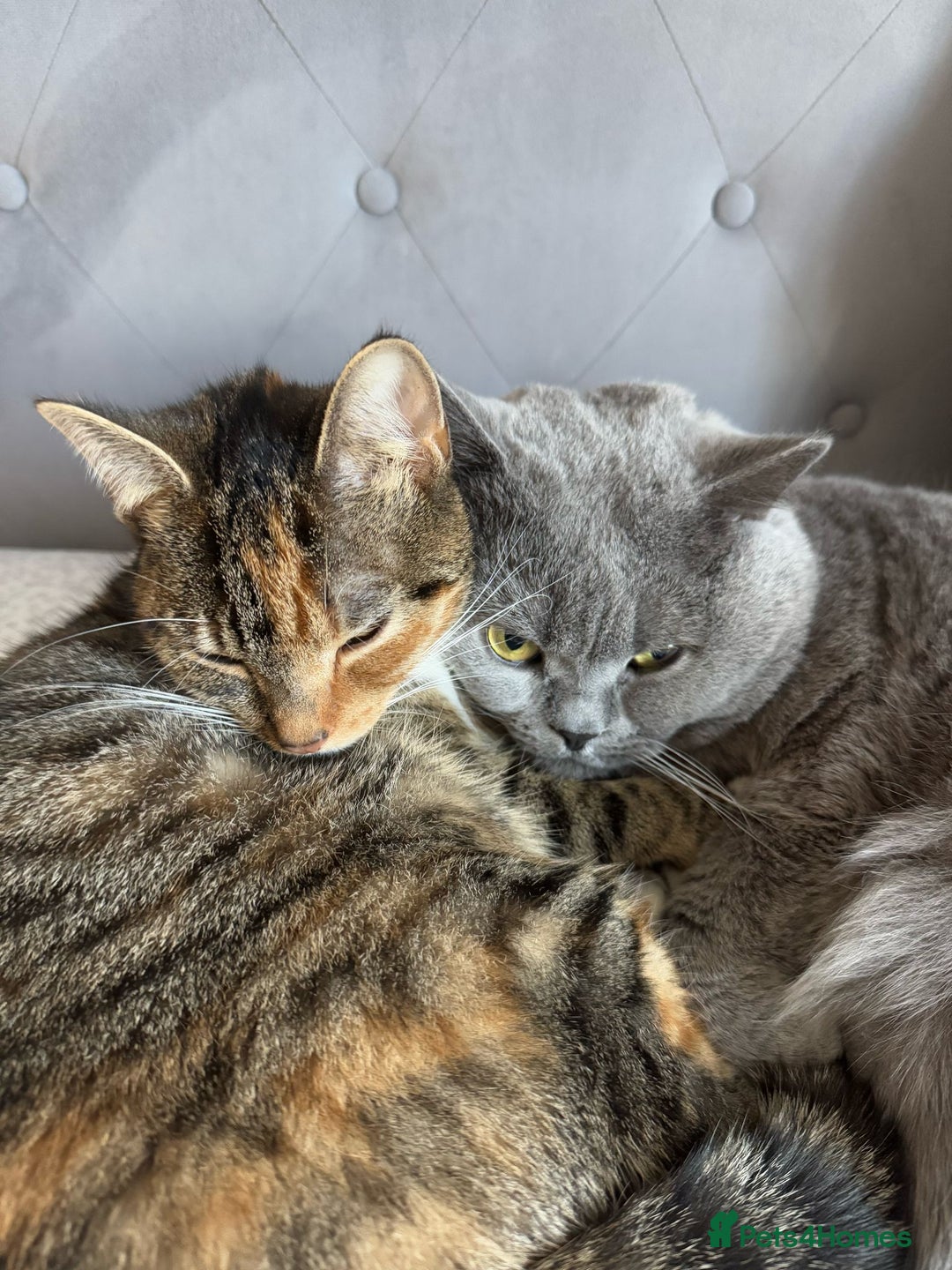 British Shorthair cats for sale: BRITISH SHORTHAIR CROSS OCICAT KITTENS - Image 14