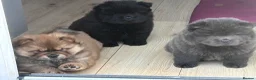 Chow Chow dogs for sale: Chow chow  in Jarrow - Advert 3