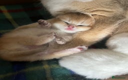 British Shorthair cats for sale: Gorgeous GCCF Ny12 + white kittens  - Image 7