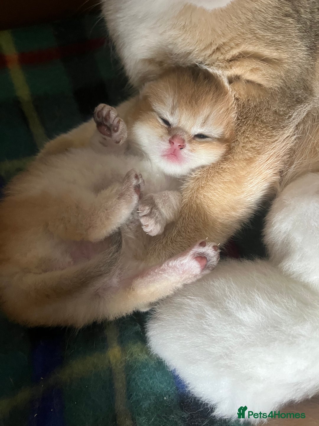 British Shorthair cats for sale: Gorgeous GCCF Ny12 + white kittens  - Image 7