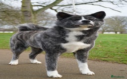 Japanese Akita Inu dogs for sale: Lovely white boy is looking for 5 ⭐ home!  in Northampton - Image 10