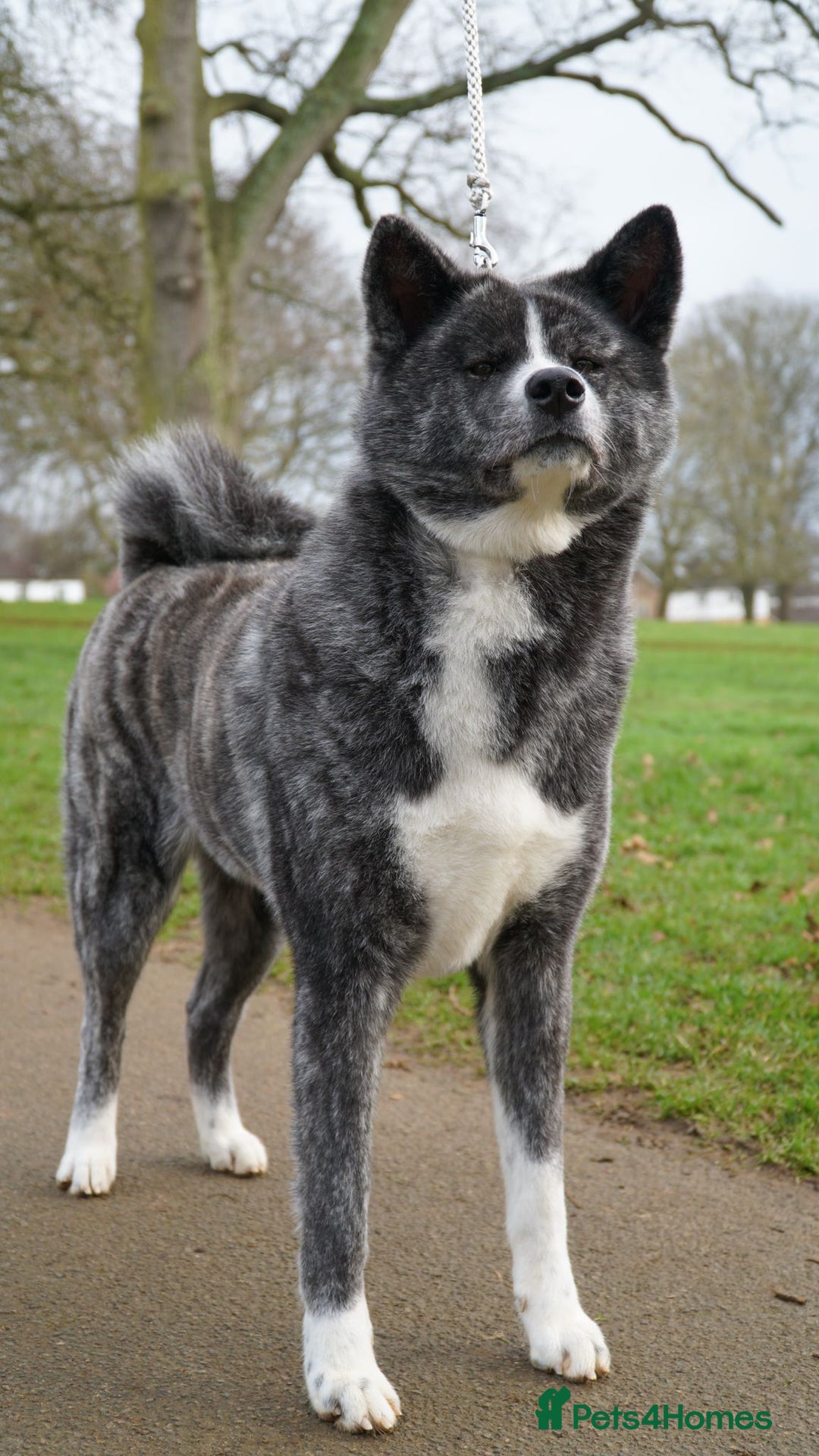 Japanese Akita Inu dogs for sale: Lovely white boy is looking for 5 ⭐ home!  in Northampton - Image 10