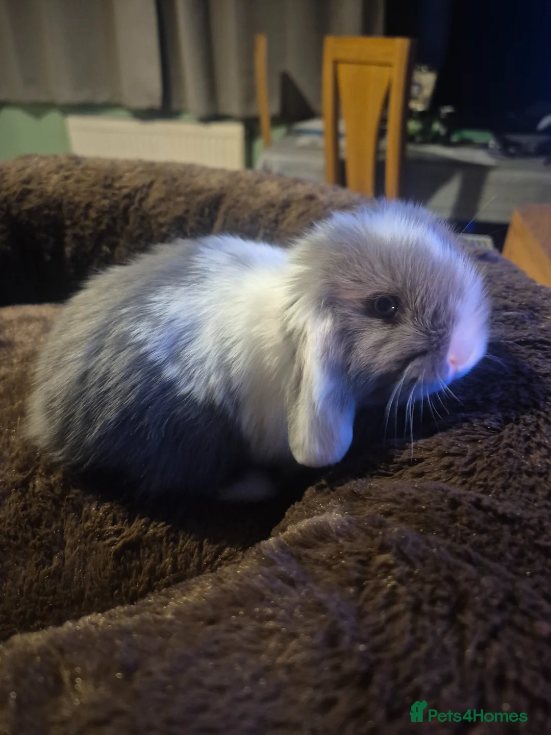 Dwarf Lop rabbits for sale: Baby Rabbits for sale in Cheltenham - Advert 2