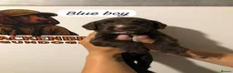 Sprocker dogs for sale: 5* F1 Sprocker puppies - Advert 2