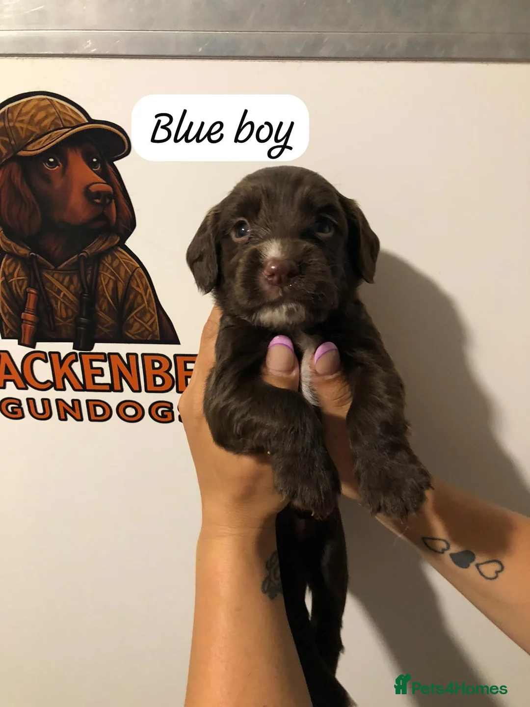 Sprocker dogs for sale: 5* F1 Sprocker puppies - Advert 2