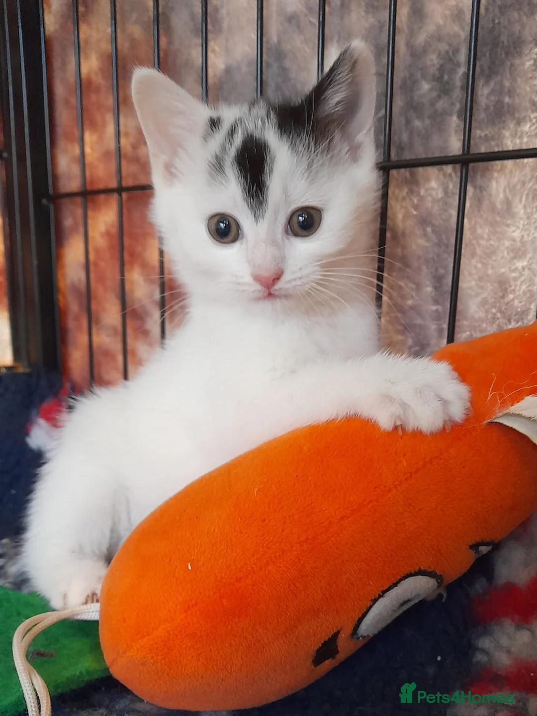 Mixed Breed cats for sale: Maine coon cross kittens  - Advert 1