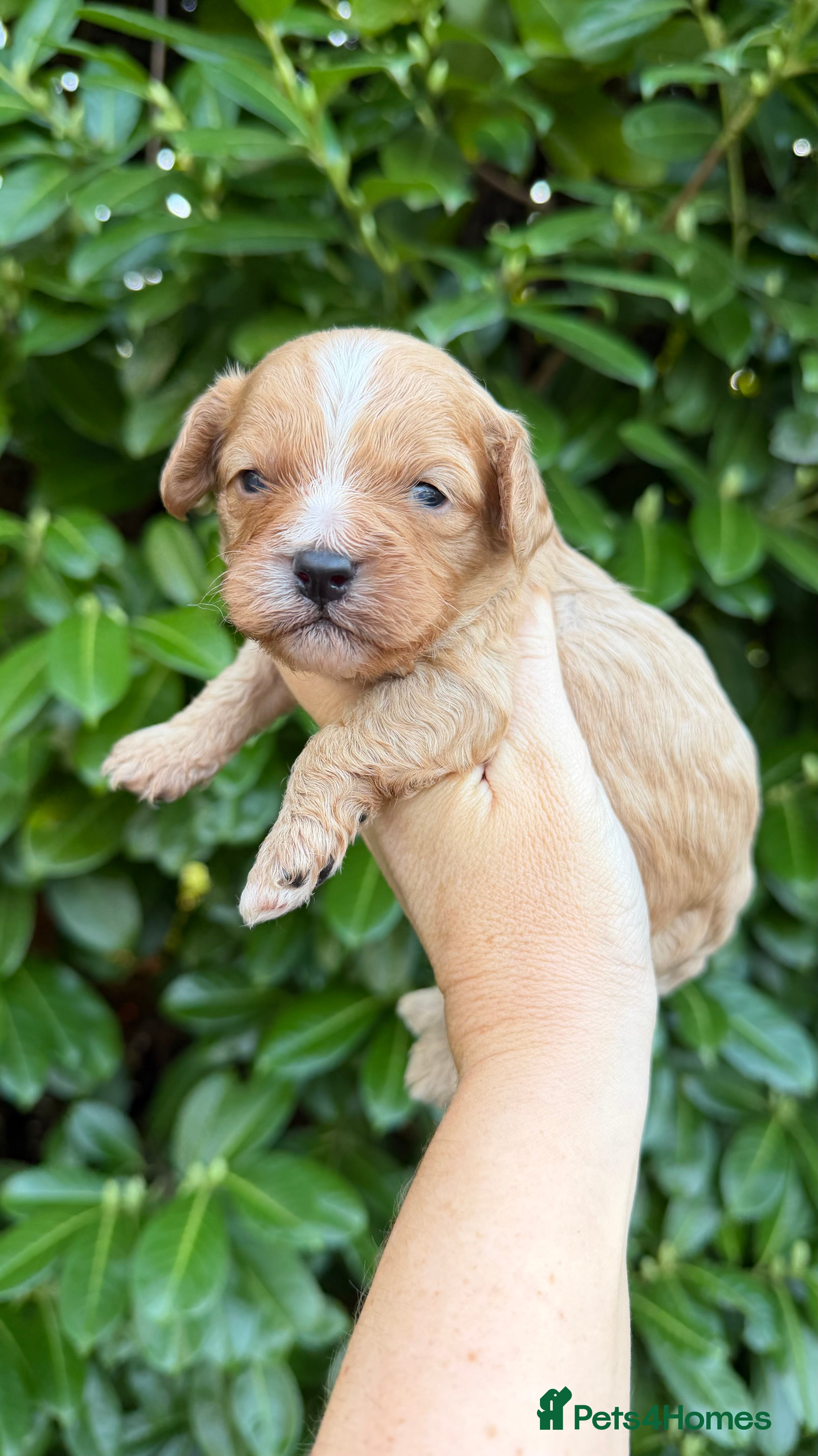 Cavapoo dogs Amazing quality Cavapoos  - Advert 13