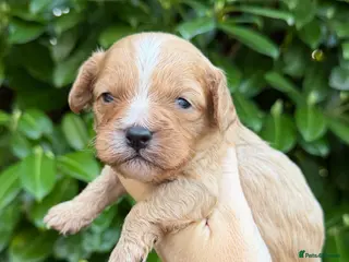 Cavapoo dogs Amazing quality Cavapoos - Advert 13