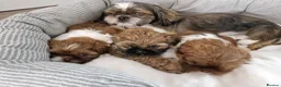 Shih Tzu dogs for sale: Shih tzu puppies looking for their forever home. in Leeds - Advert 16