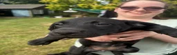 Labrador Retriever dogs for sale: Two beautiful girls left looking for love  in Spalding - Advert 6
