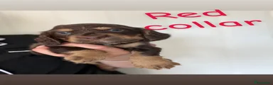 Sprocker 3