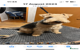 Lakeland Terrier dogs for sale: Lakeland terrier puppies - Image 17