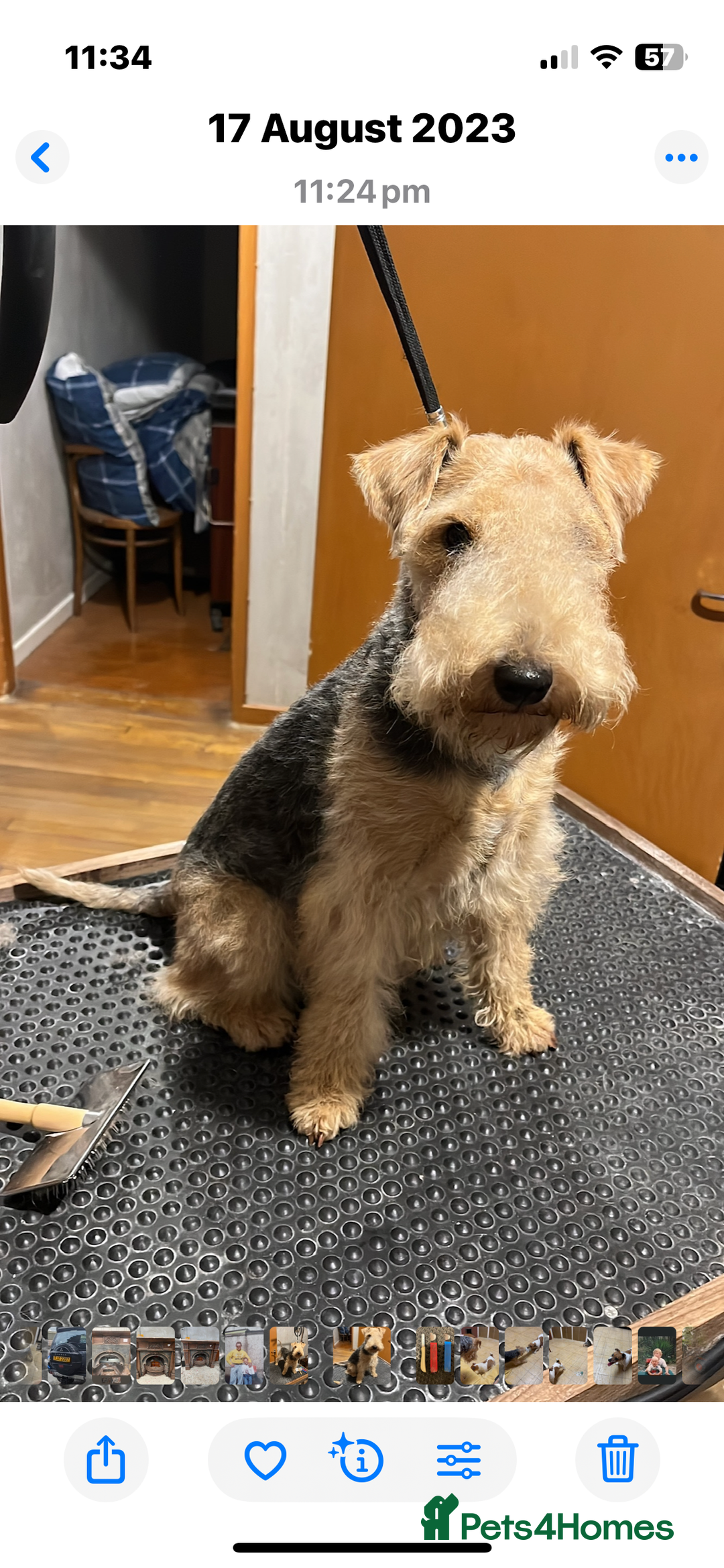 Lakeland Terrier dogs for sale: Lakeland terrier puppies - Image 17
