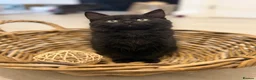 Mixed Breed cats for sale: Gorgeous fluffy male, ready - Advert 2