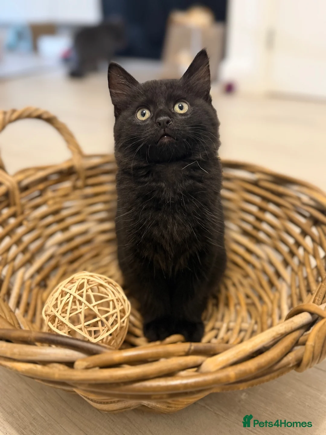 Mixed Breed cats for sale: Gorgeous fluffy male, ready - Advert 2