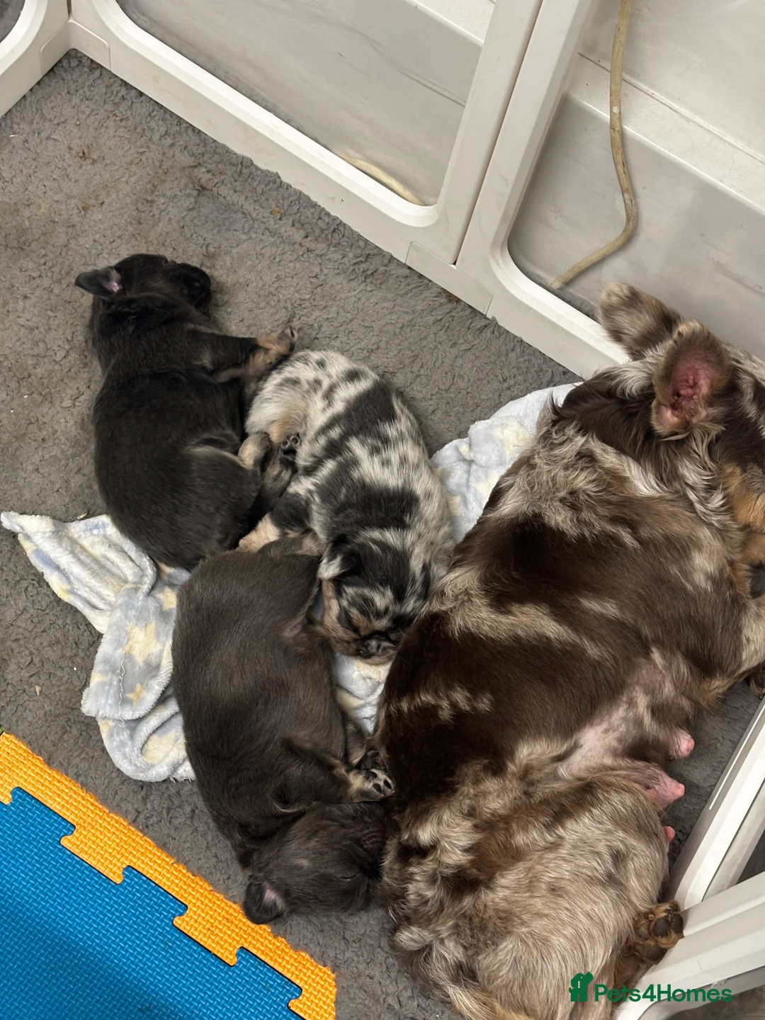 French Bulldog dogs for sale:  2 left 🇫🇷Fluffy french bulldog  - Advert 15