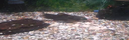 Other/Mixed Breed fish for sale: Rainbow Shark, Red-Tailed Catfish, Brown Bullhead - Advert 3