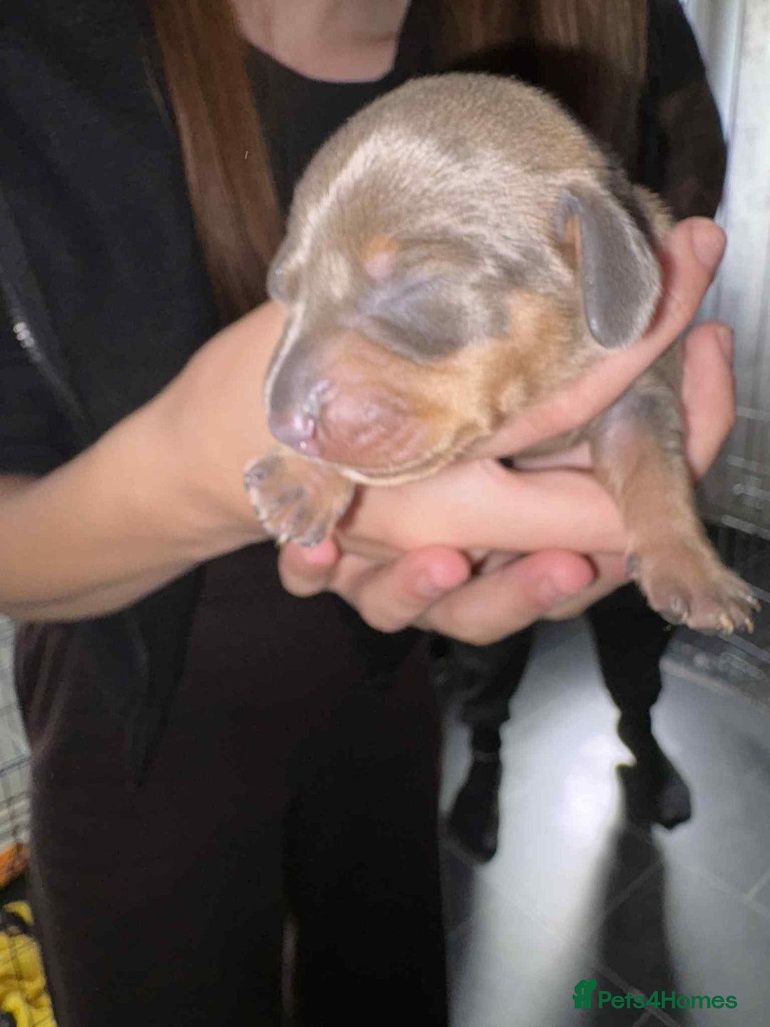 Dachshund dogs for sale: 4 beautiful female dachshund  - Image 1